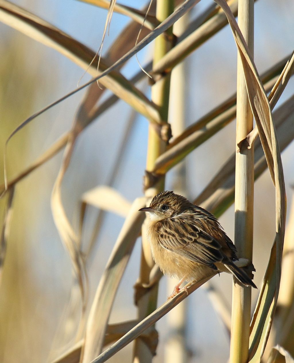 aiuto per id. (forapaglie?)  No, Beccamoschino (Cisticola juncidis)